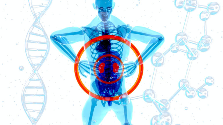 Sodium channels outside kidney maintain normal blood pressure