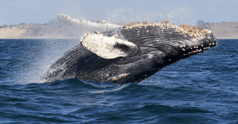 spike in blood pressure of whales
