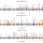 Is high blood pressure genetic