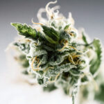 weed blood pressure